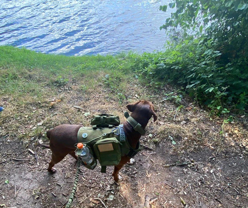 Harnais Tactique pour Chien