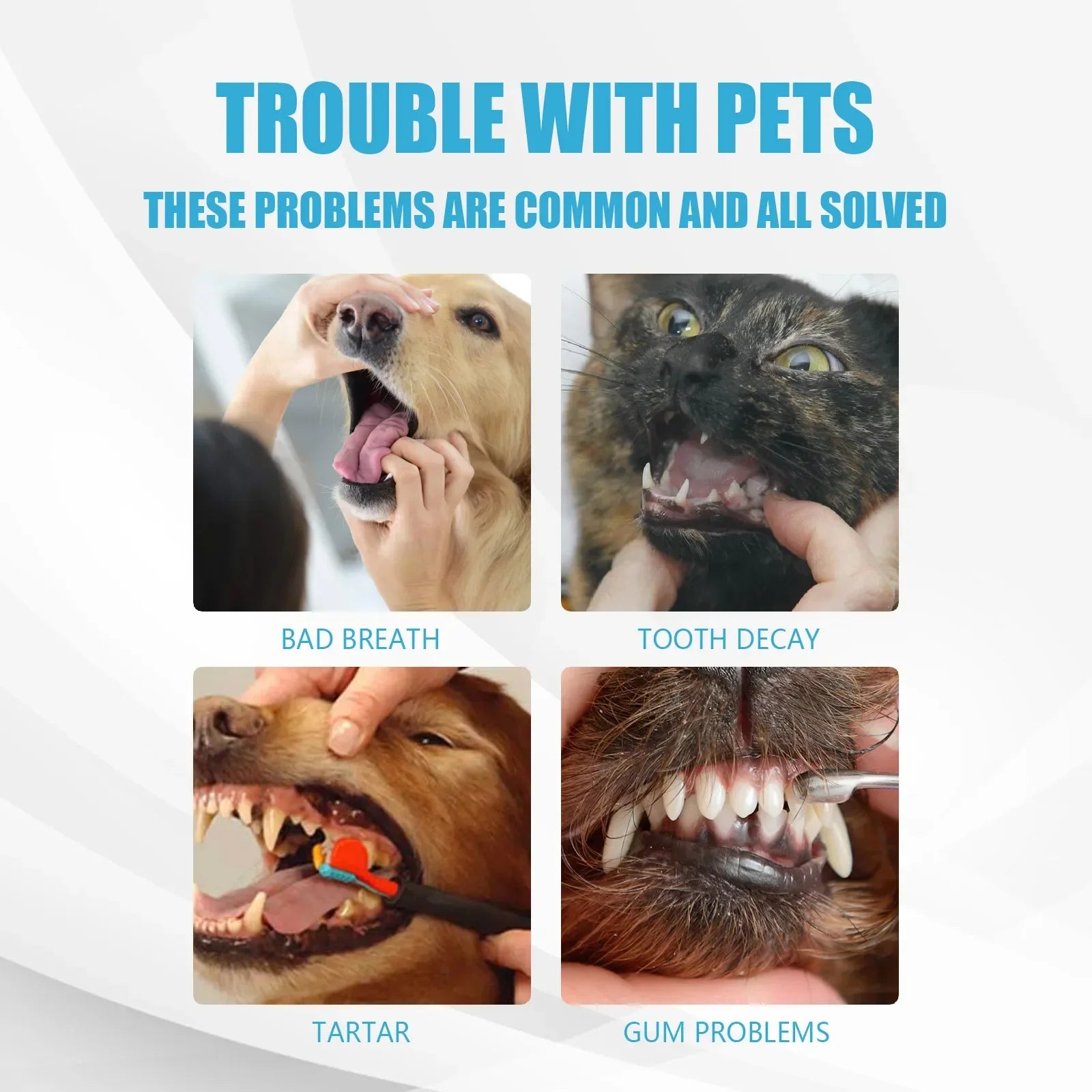 Dentifrice anti plaque dentaire pour animaux de compagnie