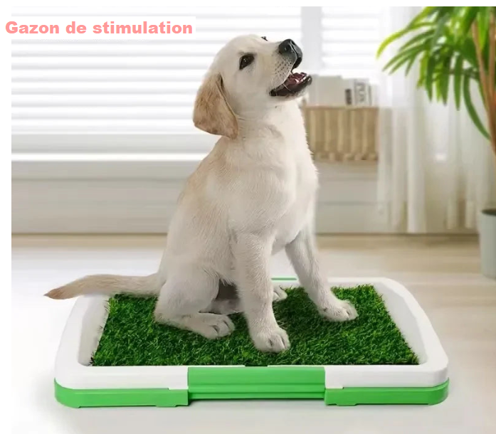 Toilettes pour Chiens - Éducation facile et pratique !